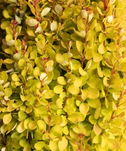 Barberry, Golden Rocket