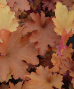 Coral Bells, Zipper (orange/yellow)