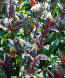 Beardtongue, Husker Red