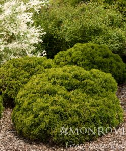 Arborvitae, Danica
