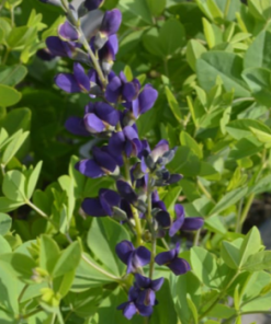 False Indigo, Sparkling Sapphires