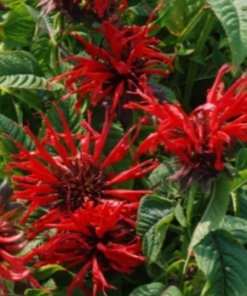 Bee Balm, Jacob Cline