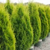 Arborvitae, Holmstrup