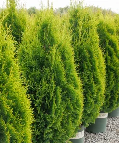 Arborvitae, Holmstrup