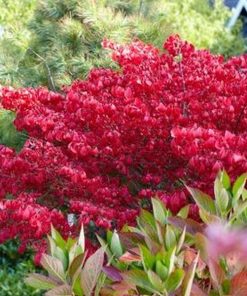 Burning Bush, Little Moses
