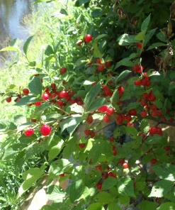 Cherry, Nanking