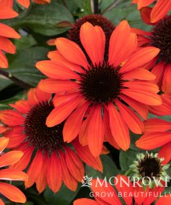 Coneflower, Sangrita (Red-Orange)