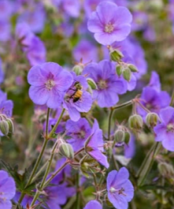 Cranesbill, Boom Chocolatta (Purple/Blue)