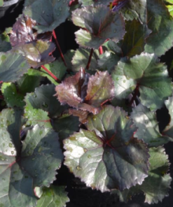 Big Leaf Leopard Plant, Britt-Marie Crawford