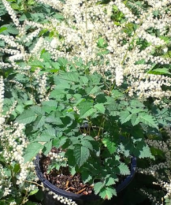 Goatsbeard, Misty Lace(Dwarf)