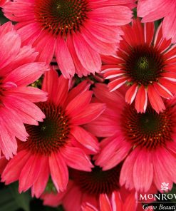 Coneflower, Vintage Watermelon