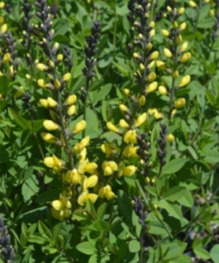 False Indigo, Lemon Meringue