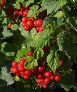 Currant, Red Lake