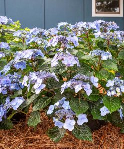 Hydrangea, Popstar