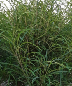 Buckthorn, Fineline