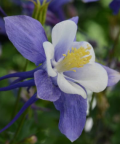 Columbine, EarlyBird Blue & White