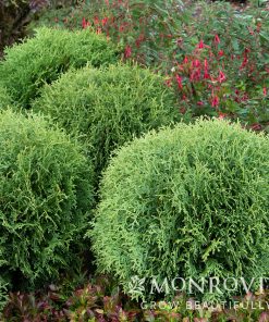 Arborvitae, Little Giant