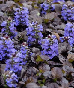 Bugleweed, Black Scallop