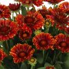 Blanket Flower, Mariachi Red Sky