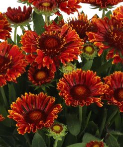 Blanket Flower, Mariachi Red Sky