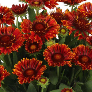 Blanket Flower, Mariachi Red Sky