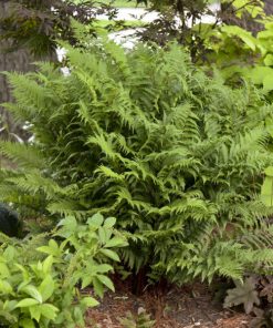 Lady Fern, Lady in Red