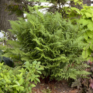 Lady Fern, Lady in Red