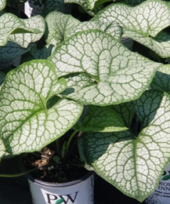 Brunnera 'Jack of Diamonds'