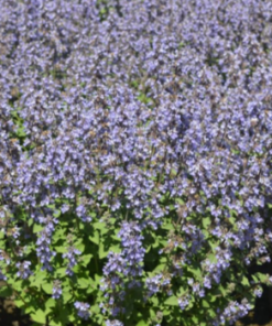 Catmint, Purrsian Blue