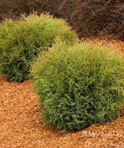 Arborvitae, Hetz Midget