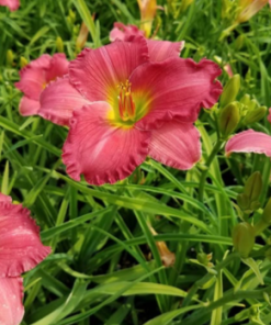 Daylily, Passionate Returns (Rosy Red)