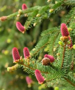 Spruce, Acrocona Norway