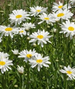 Shasta Daisy, Alaska