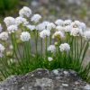 Sea thrift, Alba