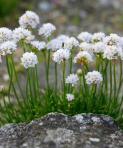 Sea thrift, Alba
