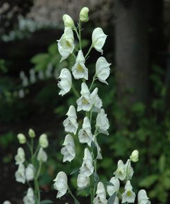 Monkshood, 'Album' (Creamy White)