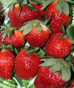 Strawberry, All Star Junebearing six pack