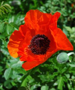 Poppy Oriental, Allegro
