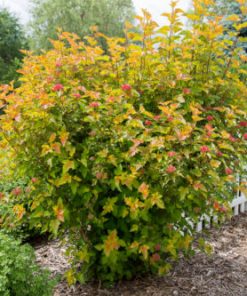 Ninebark, Amber Jubilee