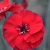 Dianthus, American Cherry Pie