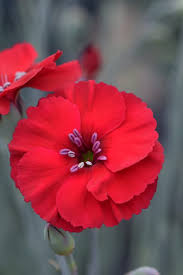 Dianthus, American Cherry Pie