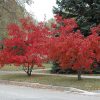 Maple, Amur Flame Tree Form