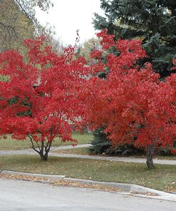 Maple, Amur Flame Tree Form