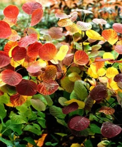 Smoke Bush, Ancot (Green)