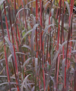Big Bluestem Grass, Holy Smoke