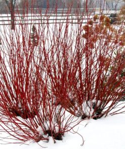 Dogwood, Artic Fire Red