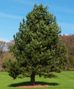 Pine, Austrian