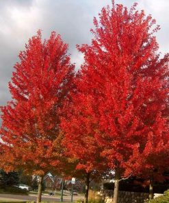 Maple, Autumn Blaze