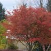Serviceberry Tree, Autumn Brilliance Multi-Stem
