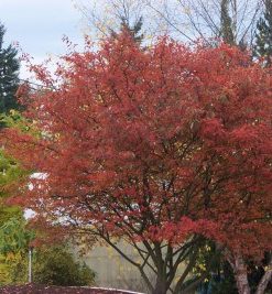 Serviceberry Tree, Autumn Brilliance Multi-Stem